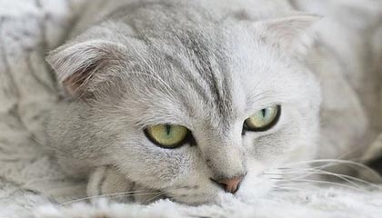 开云官网-勒沃库森防守失误，被对手反超一分差距，勒沃库森新帅