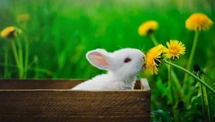 KAIYUN 中国大陆-Cloud9遭遇世界赛淘汰遗憾出局，cloud9是哪个国家的战队