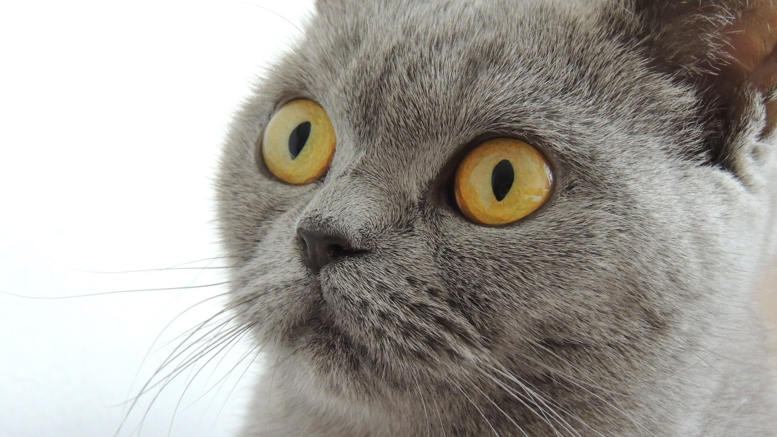 kaiyun官方网站-川崎前锋主帅谈战术调整，川崎前锋球星