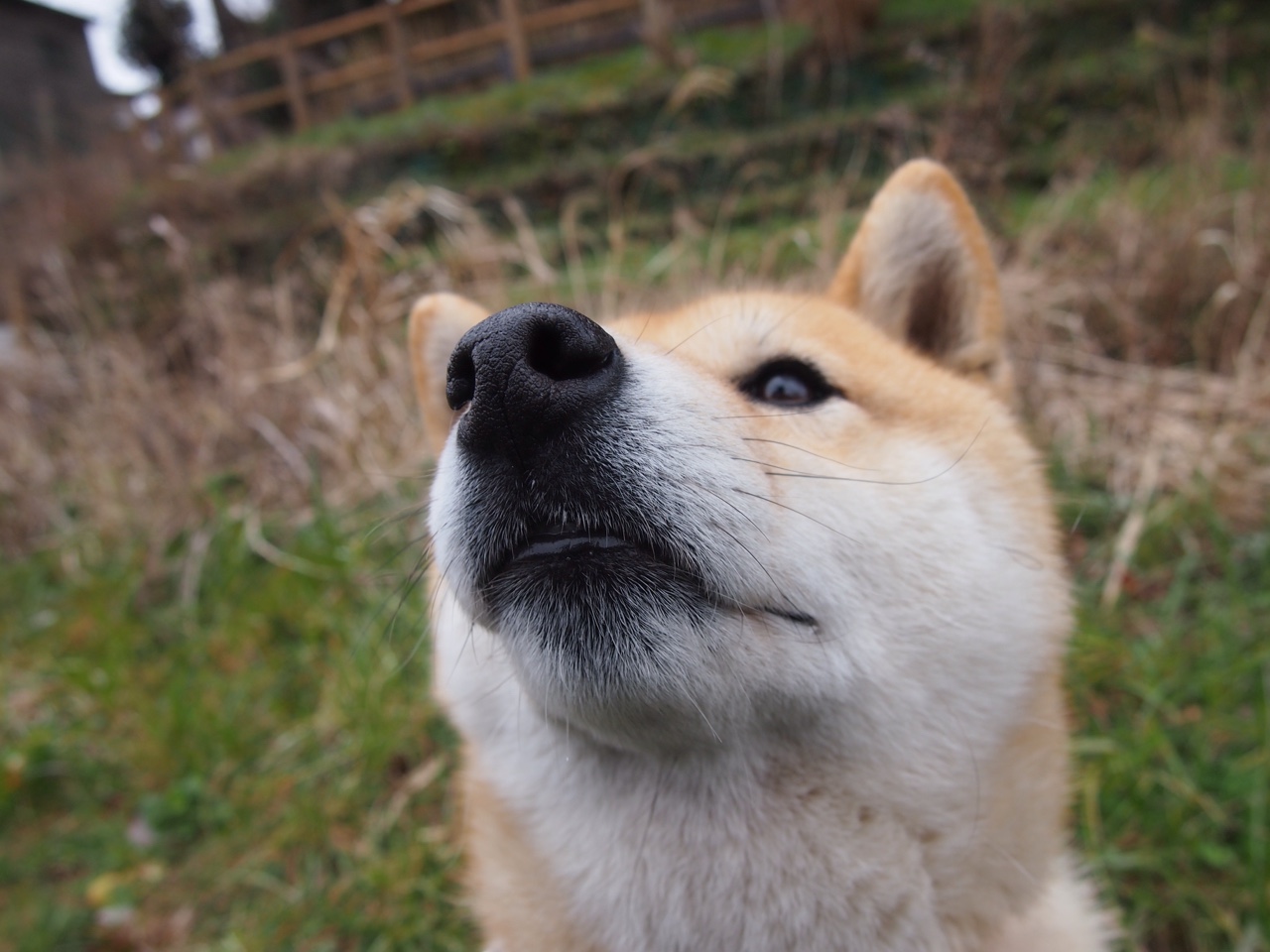 kaiyun网站-巴西队新星小罗纳尔多表现出色，备受期待，罗纳尔多时代的巴西队阵容