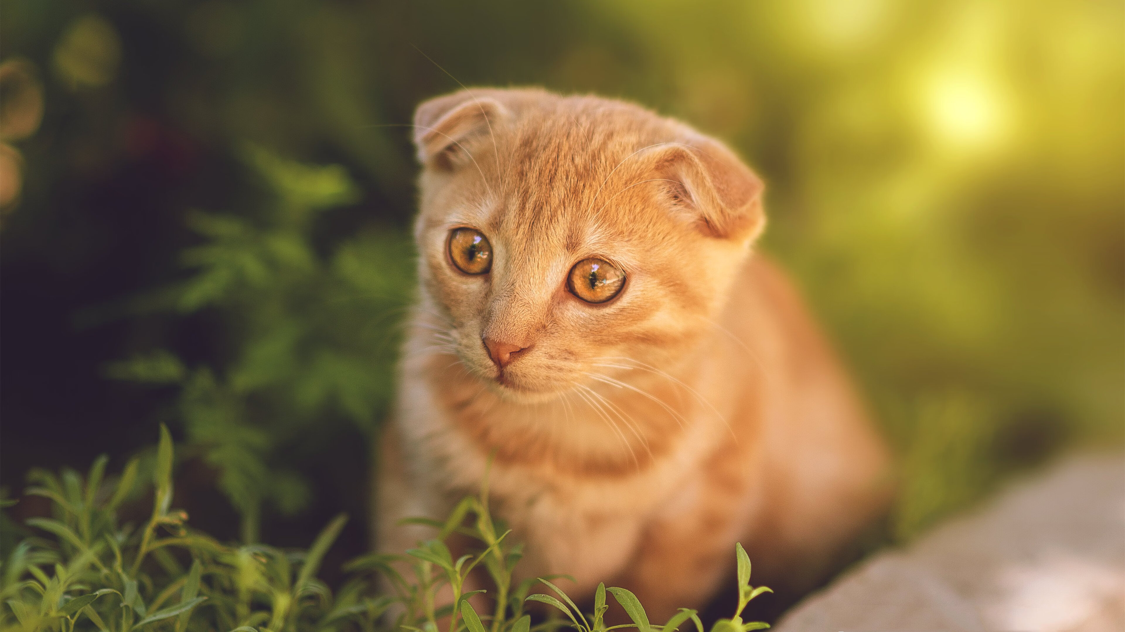 德国媒体：我们低估了塞内加尔的雪地适应能力，塞内加尔冬天多少度