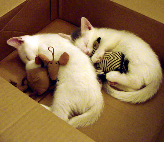 独行侠队球队关键球员稳定发挥，独行侠球队阵容