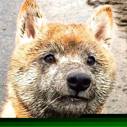 热那亚逆转胜帕尔马，取得宝贵分，热那亚战绩