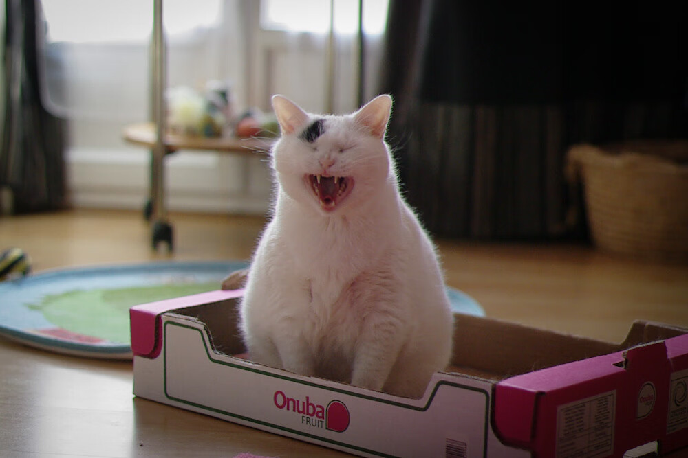 美国马术协会与大学合作，开展马术专业课程，培养专业人才。，美国马术协会polo