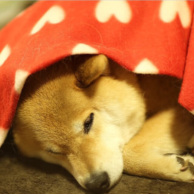 开云网页版登录入口-世俱杯大赛前瞻：非洲球队挑战欧洲豪门的历史性时刻，2022世界杯非洲球队