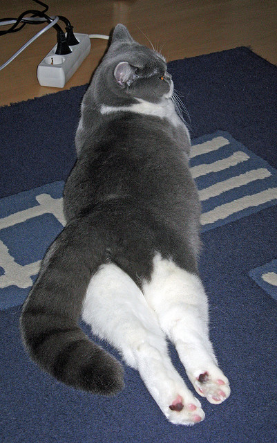 欧洲冠军杯：八强名单揭晓，谁会笑到最后？，欧洲冠军杯球队排名