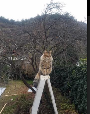 球员转会策略：如何在转会季实现最大价值，球员转会是怎么操作的