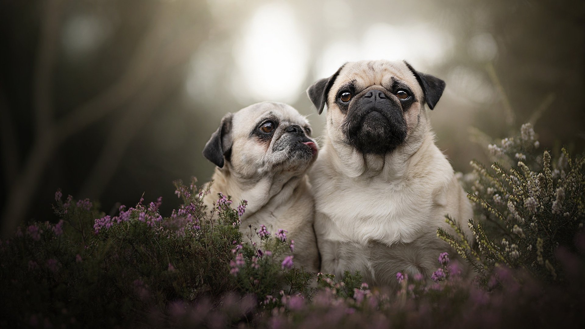 奥运备战项目优化训练内容科学,备战奥运科学化训练人才培训班