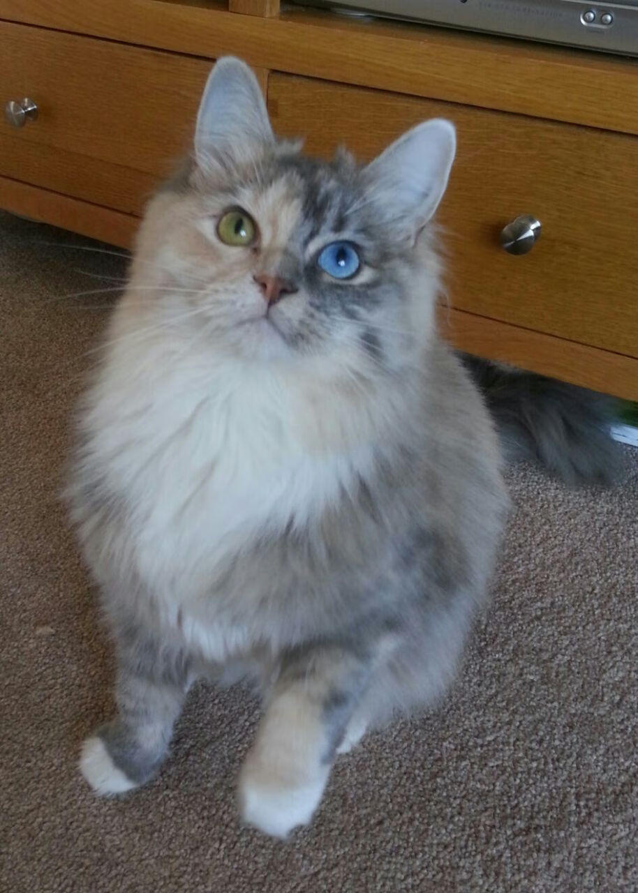 开云官网-未来之路：中国香港队如何通过精准战术提升世界大赛成绩，香港队获得冠军