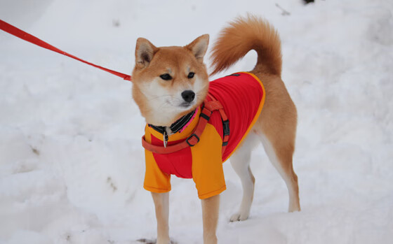 男子羽毛球世界排名中国选手重返前三,男子羽毛球中国排名榜