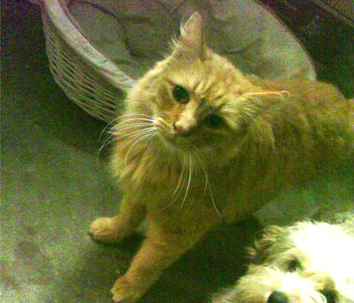 “诺克·达维德·彼得森在南非队中的角色愈发重要”