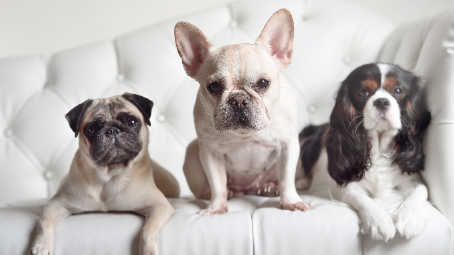 “尼古拉斯·桑特基的进攻组织与防守配合,推动美洲狮队向前迈进”