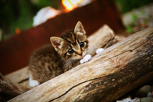 老鹰替补贡献强劲表现主力轮休效果佳，老鹰替补控卫