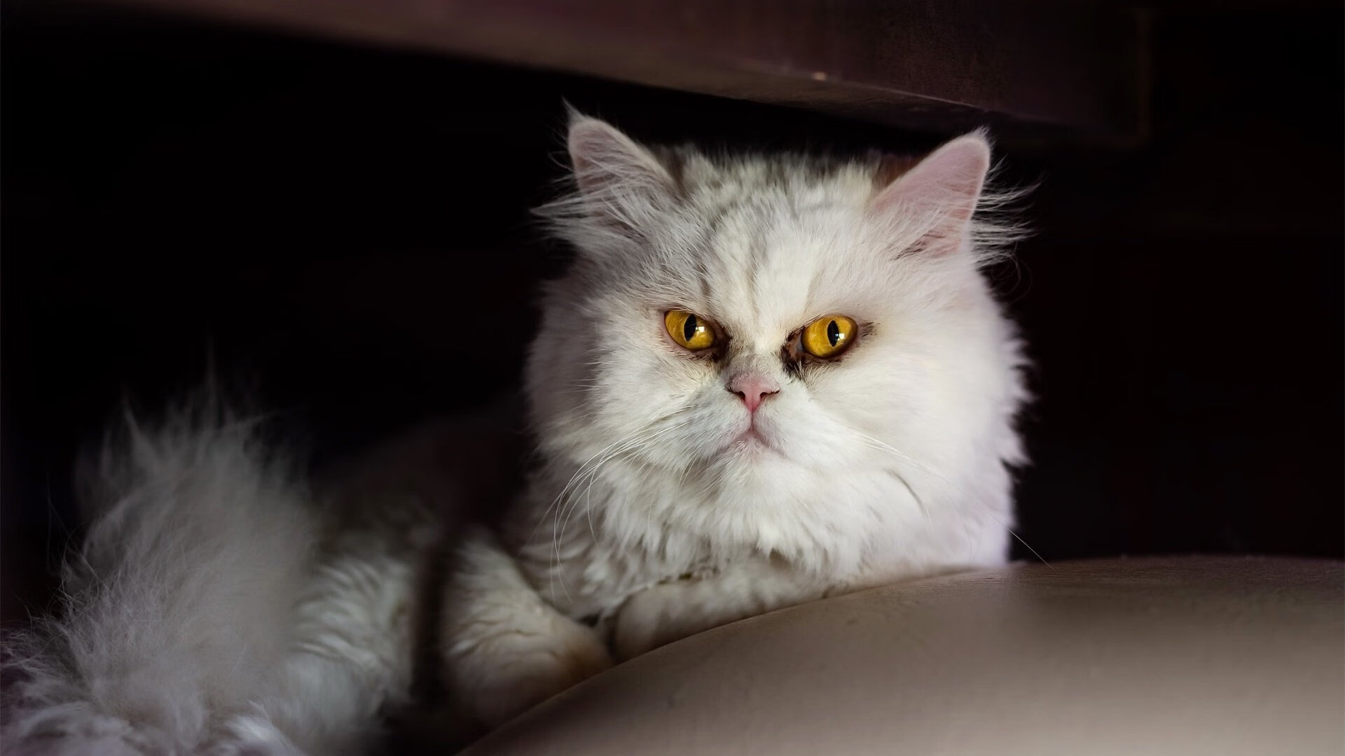 英格兰橄榄球市场前景吸引企业资本关注,英式橄榄球官网