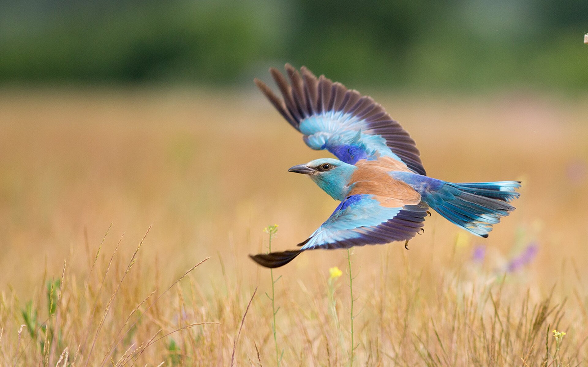 詹姆斯直播回应网友提问风趣十足，詹姆斯直播间在哪里