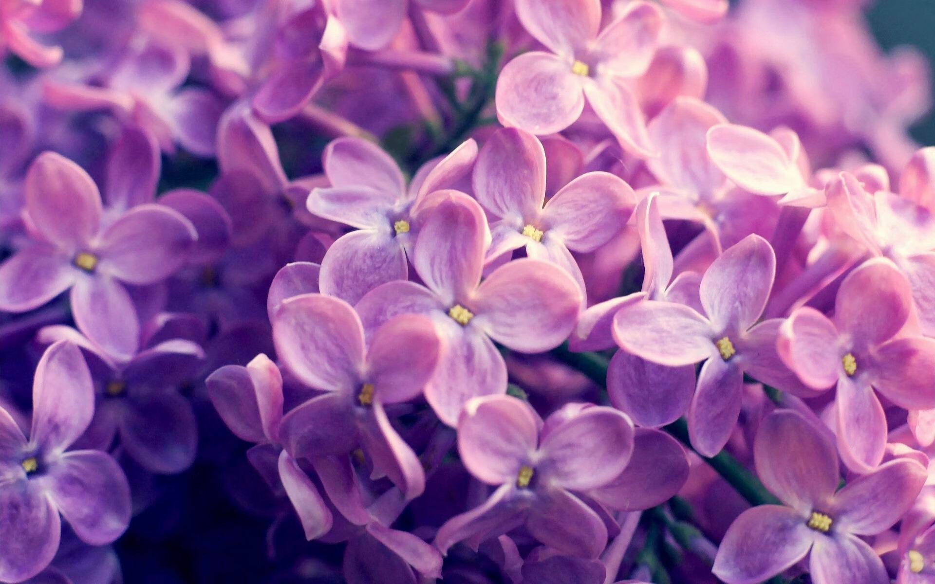 跳水动作精准吉尔吉斯斯坦收获信心，吉尔吉斯坦摔跤手